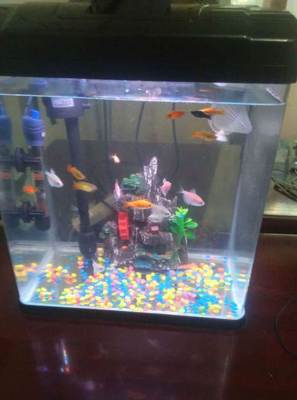 太原寵物市場(chǎng)觀察 99成新魚缸標(biāo)價(jià)230元，折射二手寵物用品新趨勢(shì)