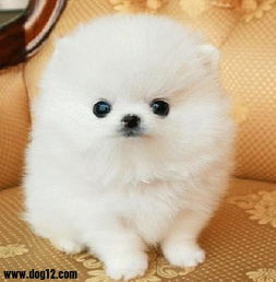 黑龍江寵物用品網(wǎng)購(gòu)量躋身全國(guó)前列，科學(xué)選購(gòu)有訣竅